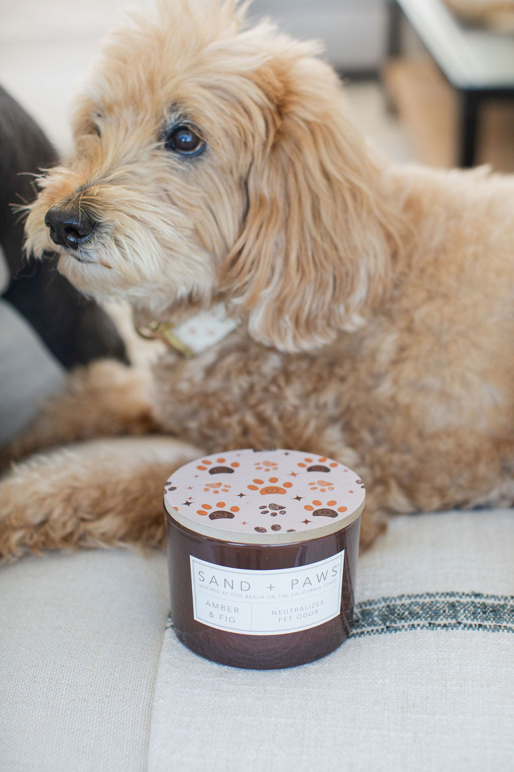 Sand + Paws Amber & Fig 12 oz scented candle