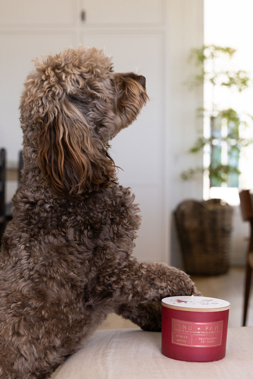 Sand + Paws Winter White 12 oz scented candle