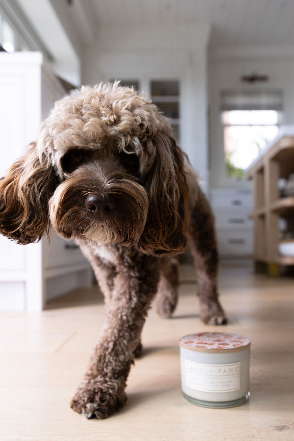 Sand + Paws Spiced Gingerbread 12 oz scented candle