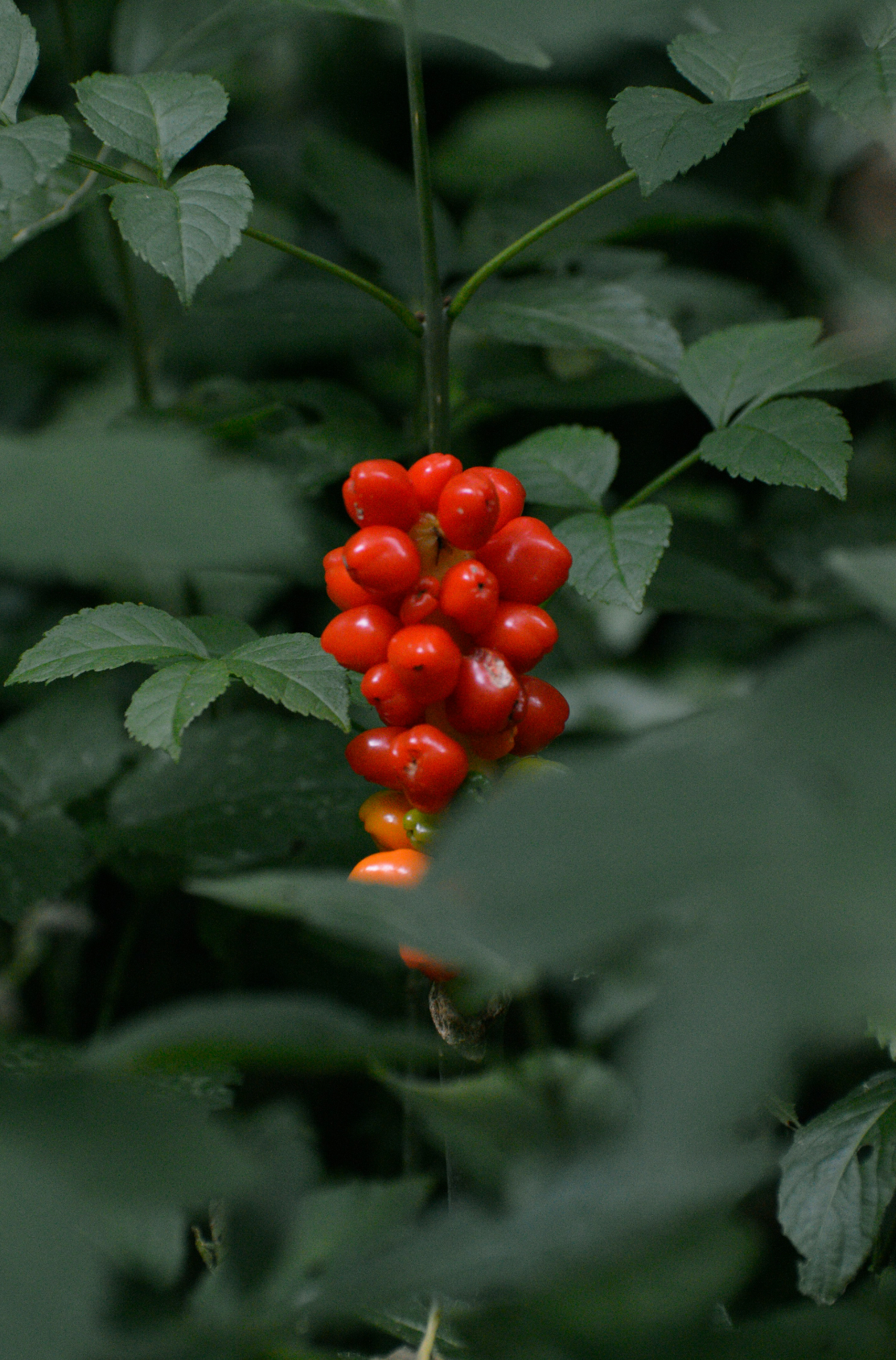 Berry Currant 100 ml Reed Diffuser