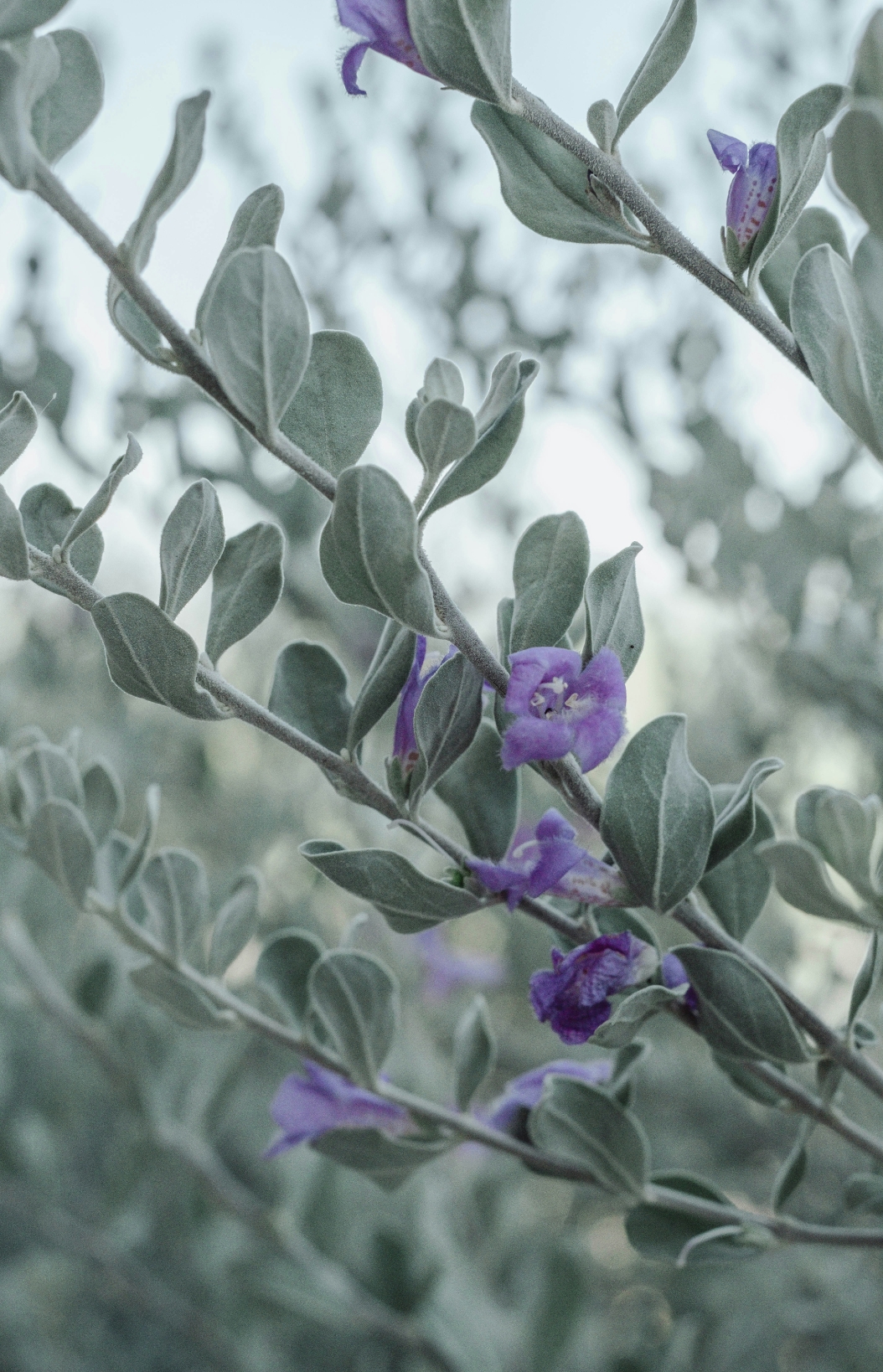 Eucalyptus & Lavender 100 ml Reed Diffuser