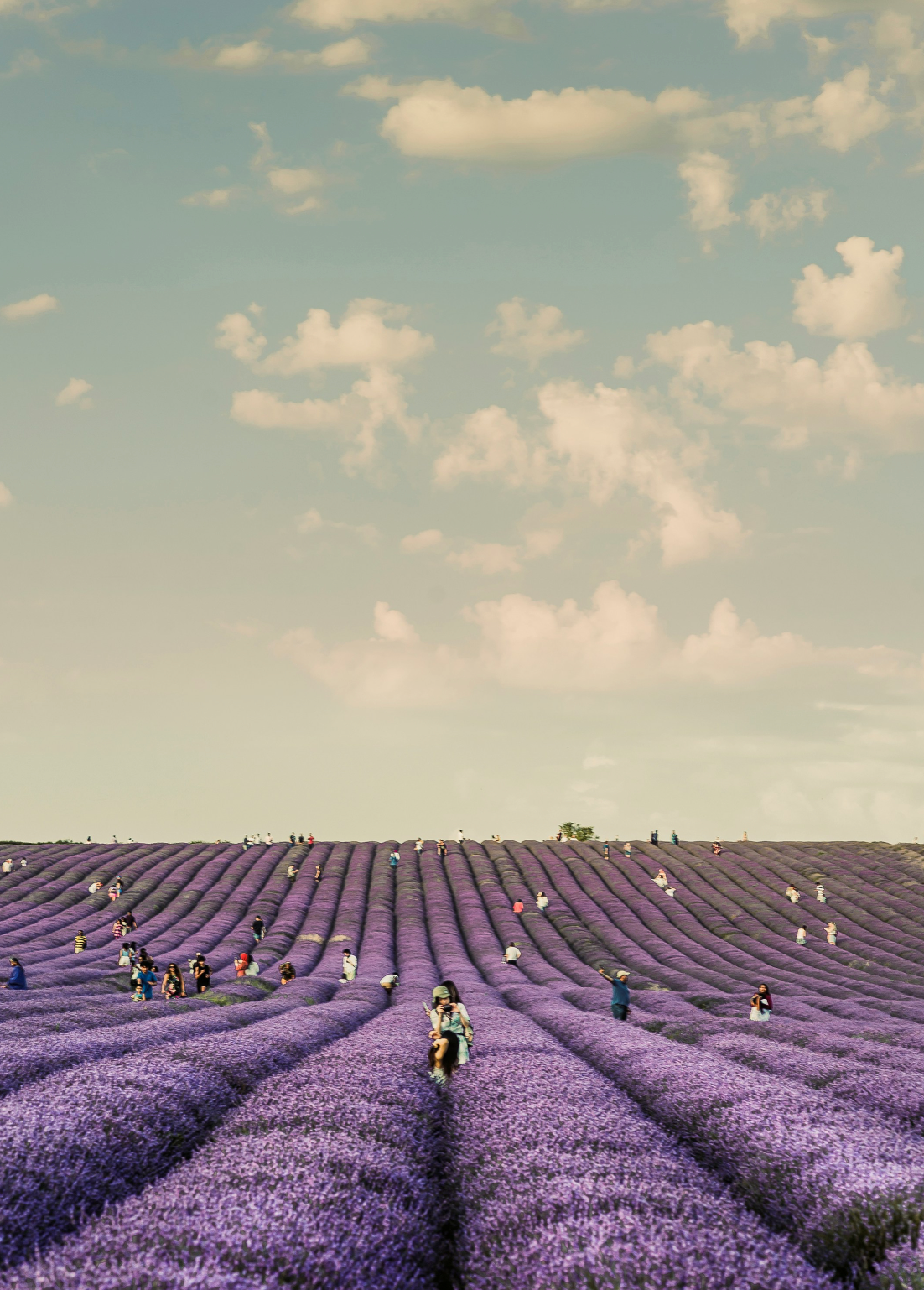 French Lavender 12 oz scented candle