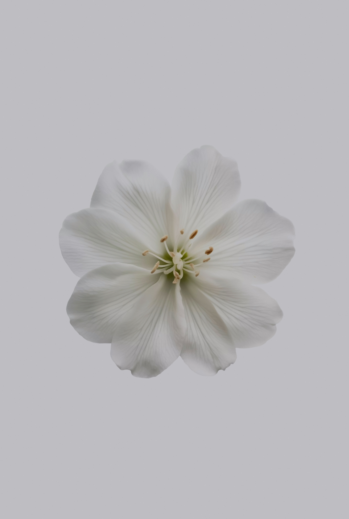 Fresh Jasmine 12 oz scented candle