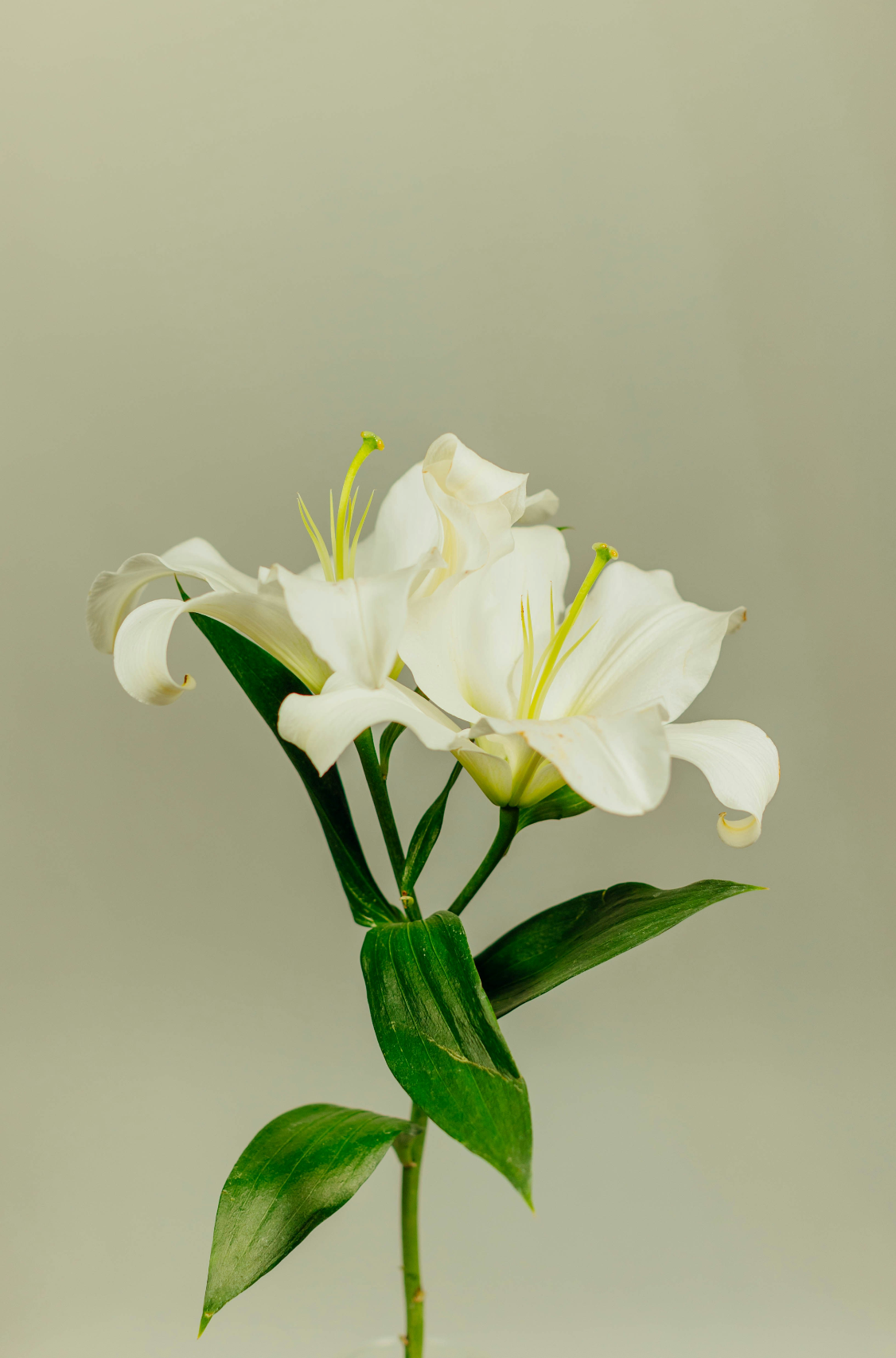Gardenia 100 ml Room Spray