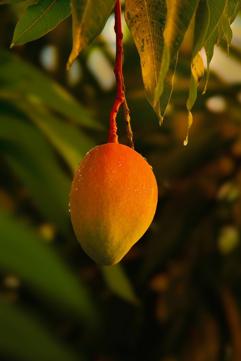 Guava Mango 21 oz scented candle