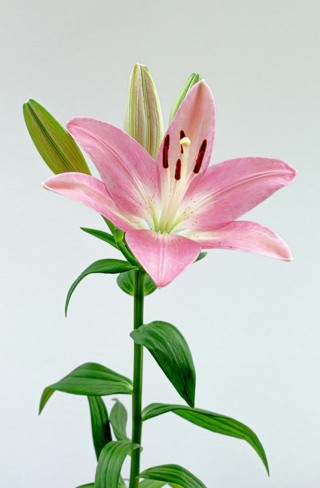 Peony & Lily 100 ml Eau de Toilette