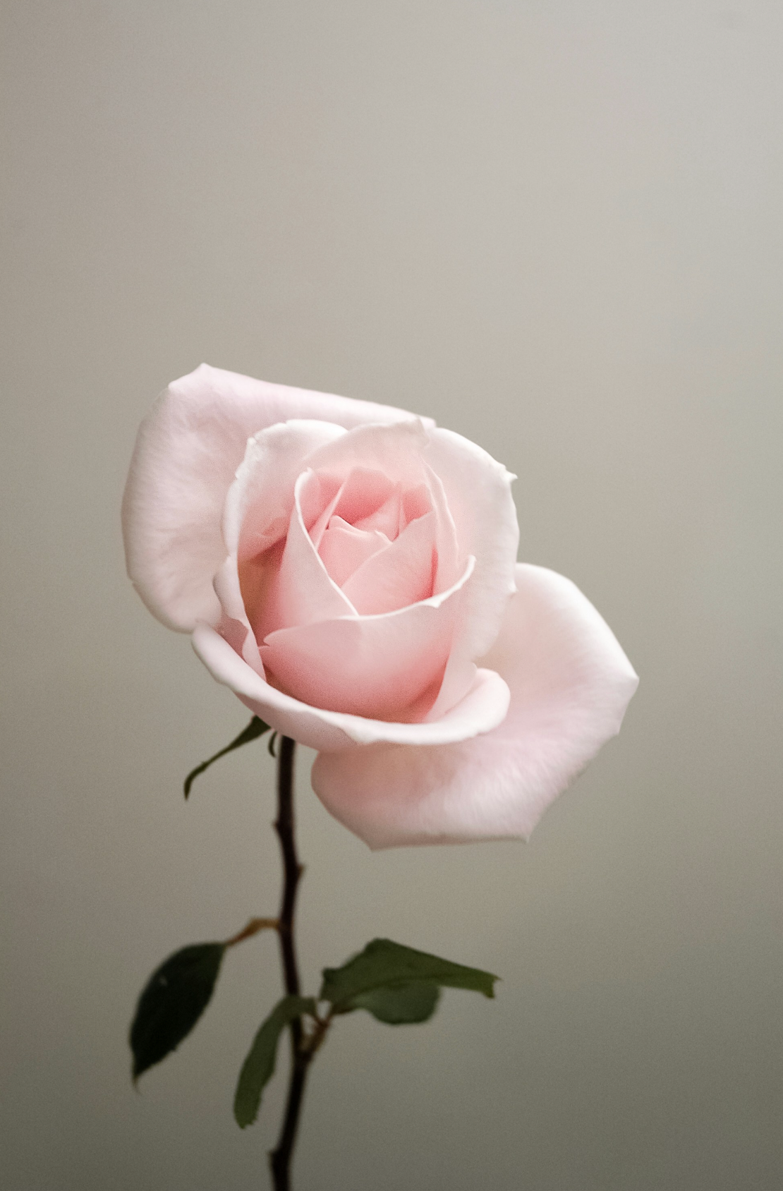 Sweet Rose 100 ml Eau de Toilette