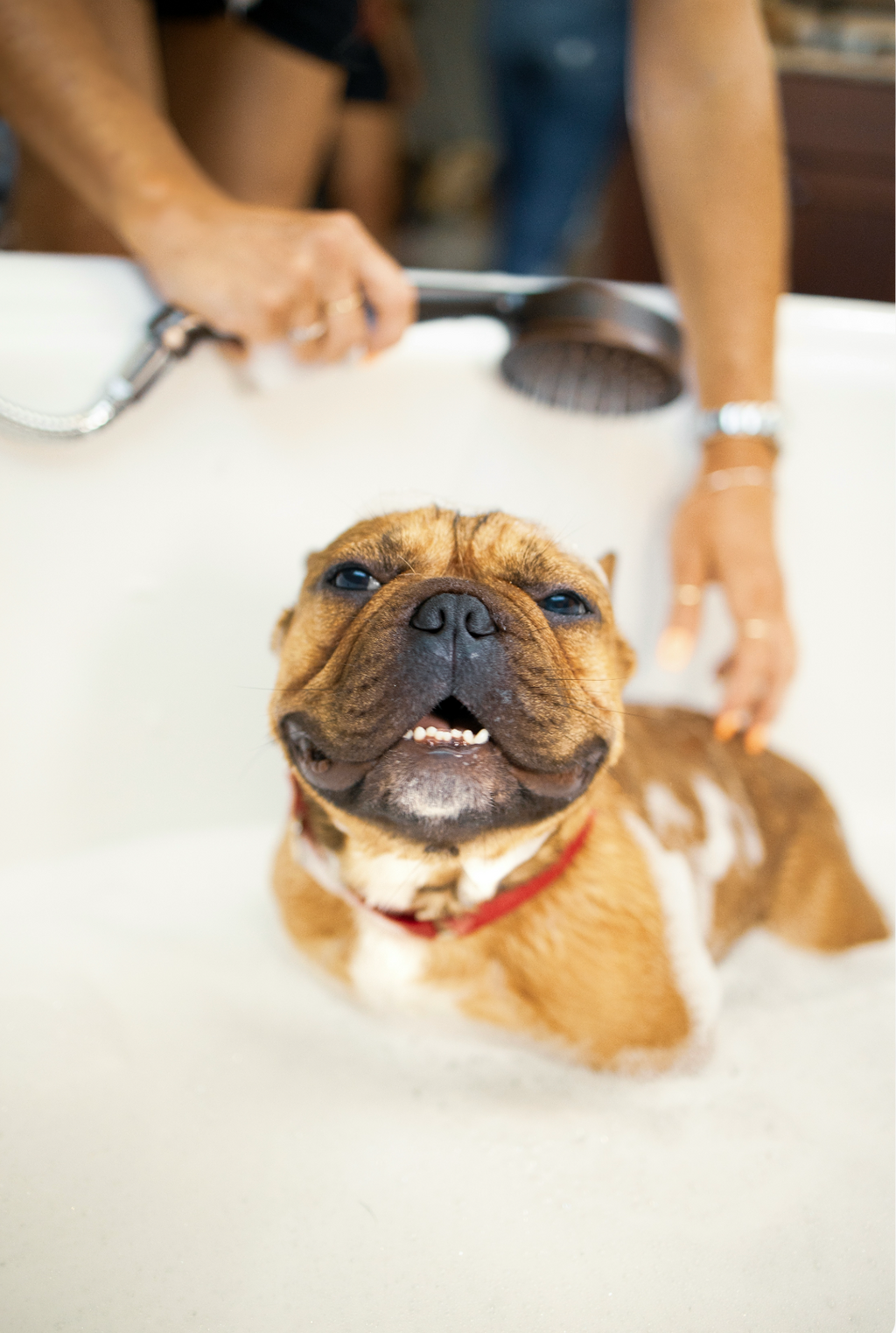 Sand + Paws Pet Shampoo & Conditioner - Coconut & Lychee