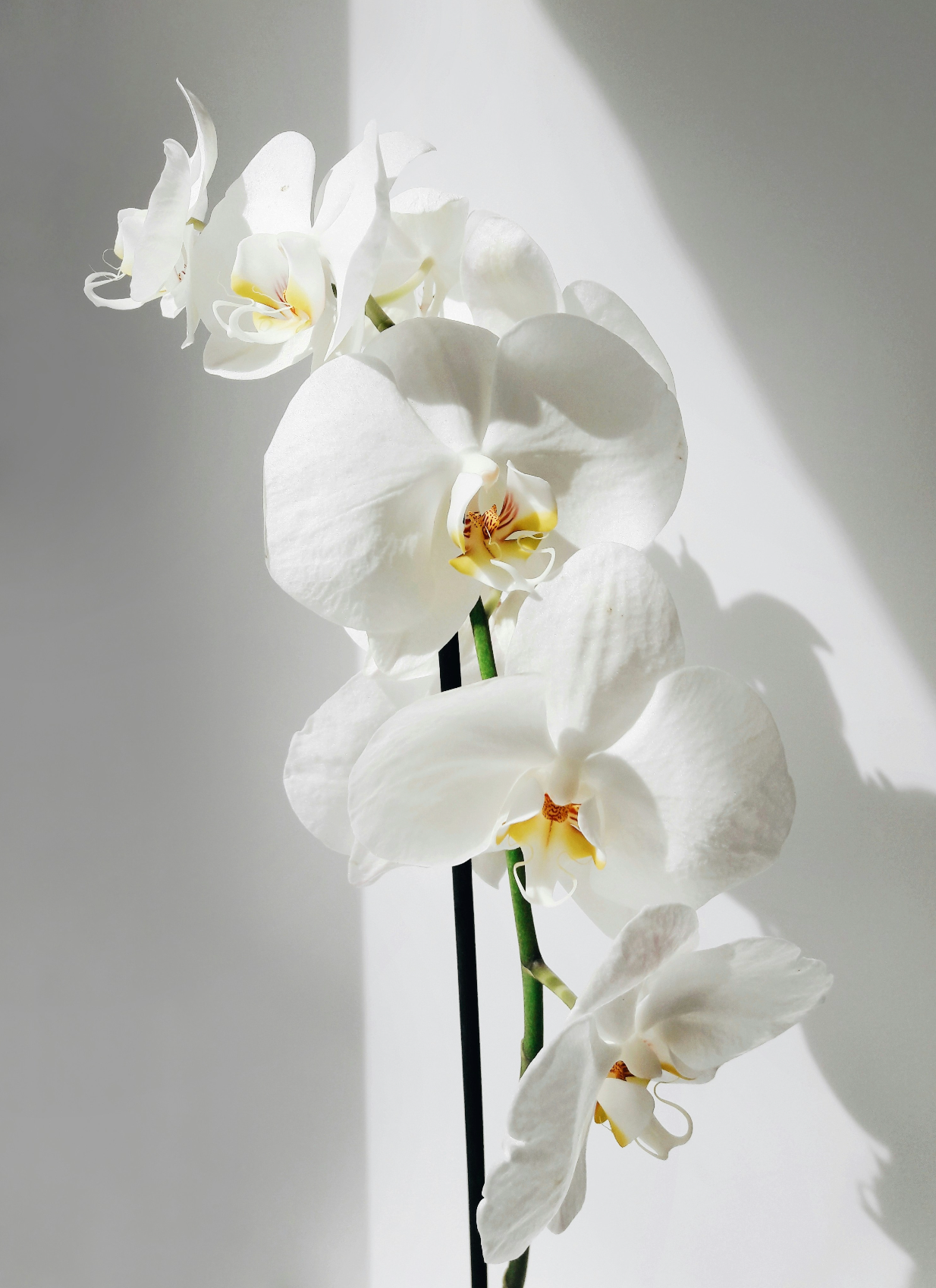 Vanilla Orchid 16.9 oz Whipped Body Butter