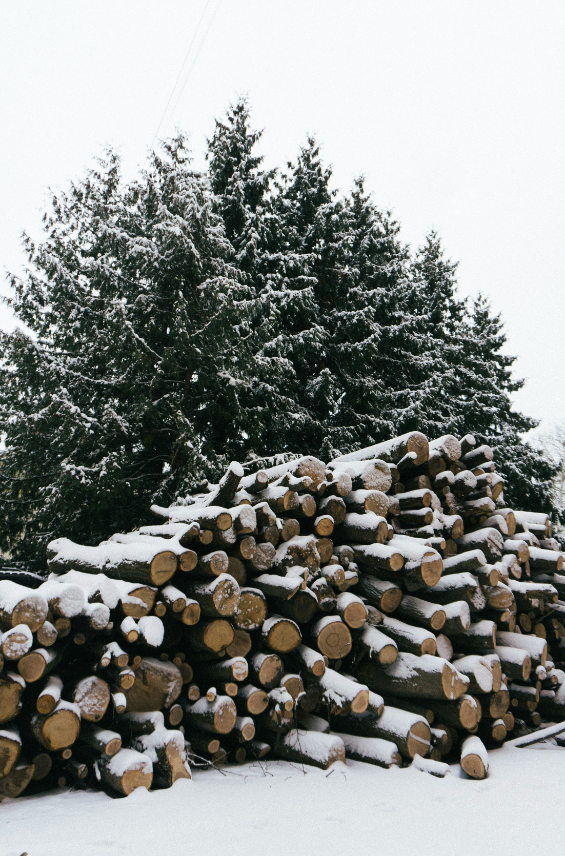 Firewood & Silver Fir 6 oz scented candle