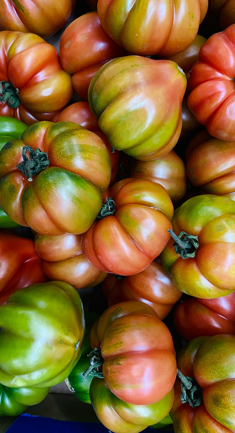 Sicilian Tomato 12 oz scented candle