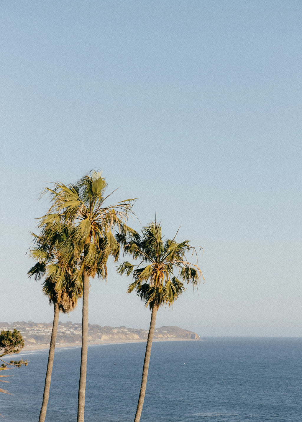 Malibu 12.7 oz Body Scrub
