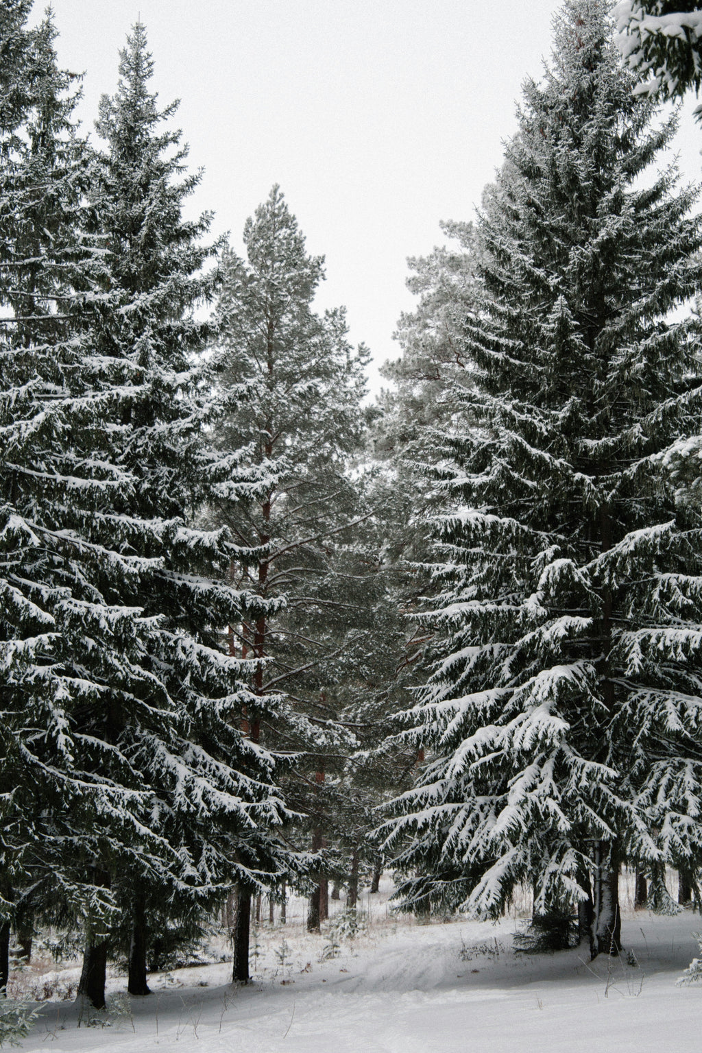 Winter Pine 21 oz scented candle