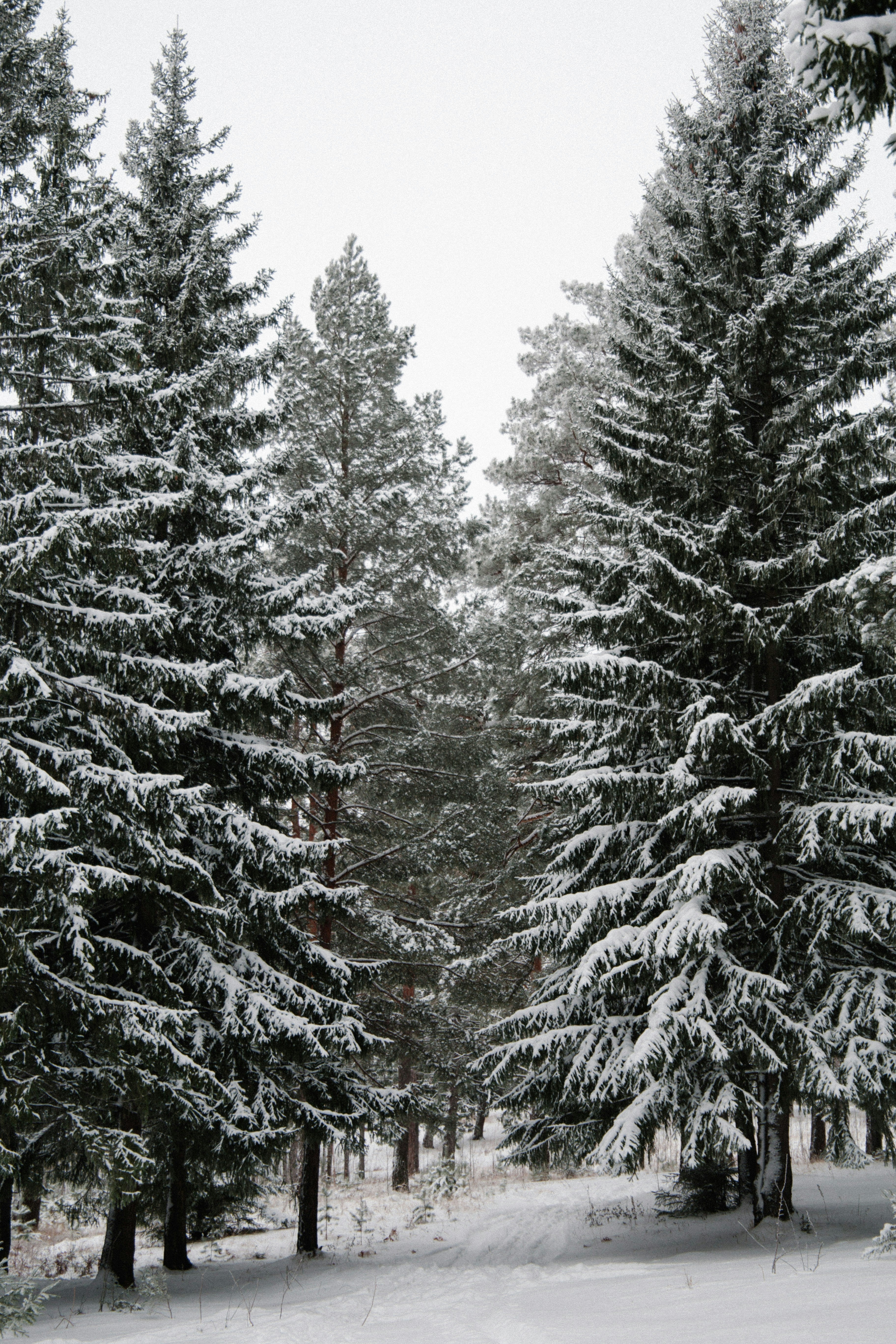 Winter Pine 21 oz scented candle